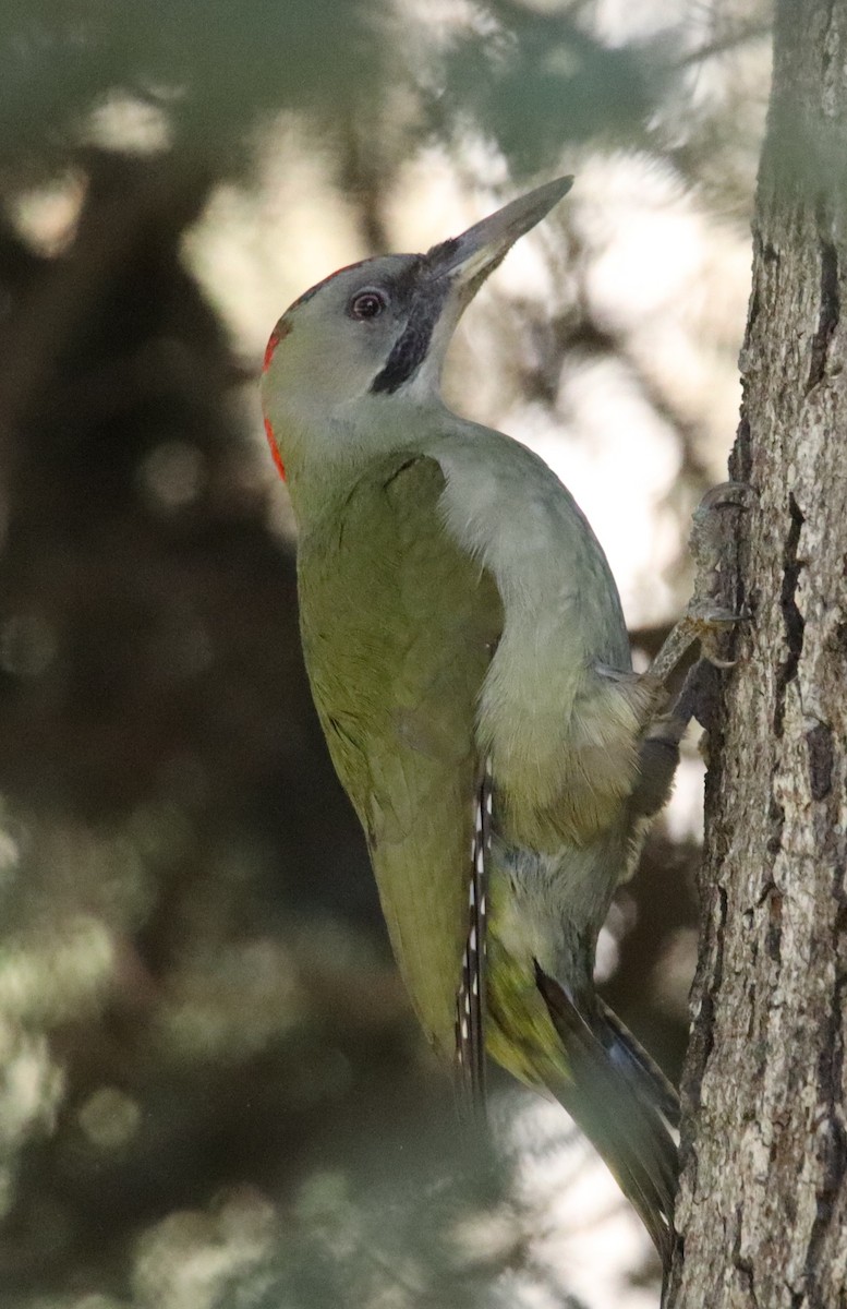 Iberian Green Woodpecker - ML615800617