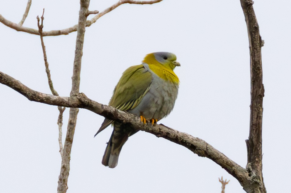 Yellow-footed Green-Pigeon - Abram Fleishman