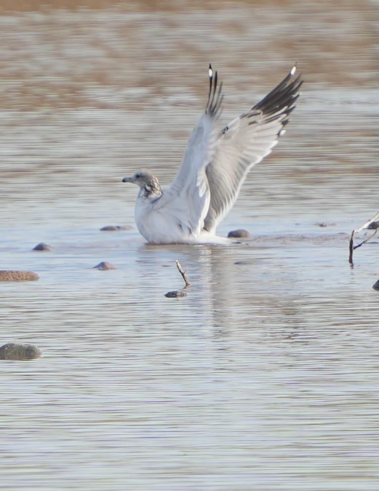 California Gull - ML615800666