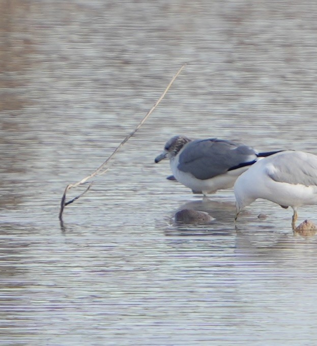 California Gull - ML615800678