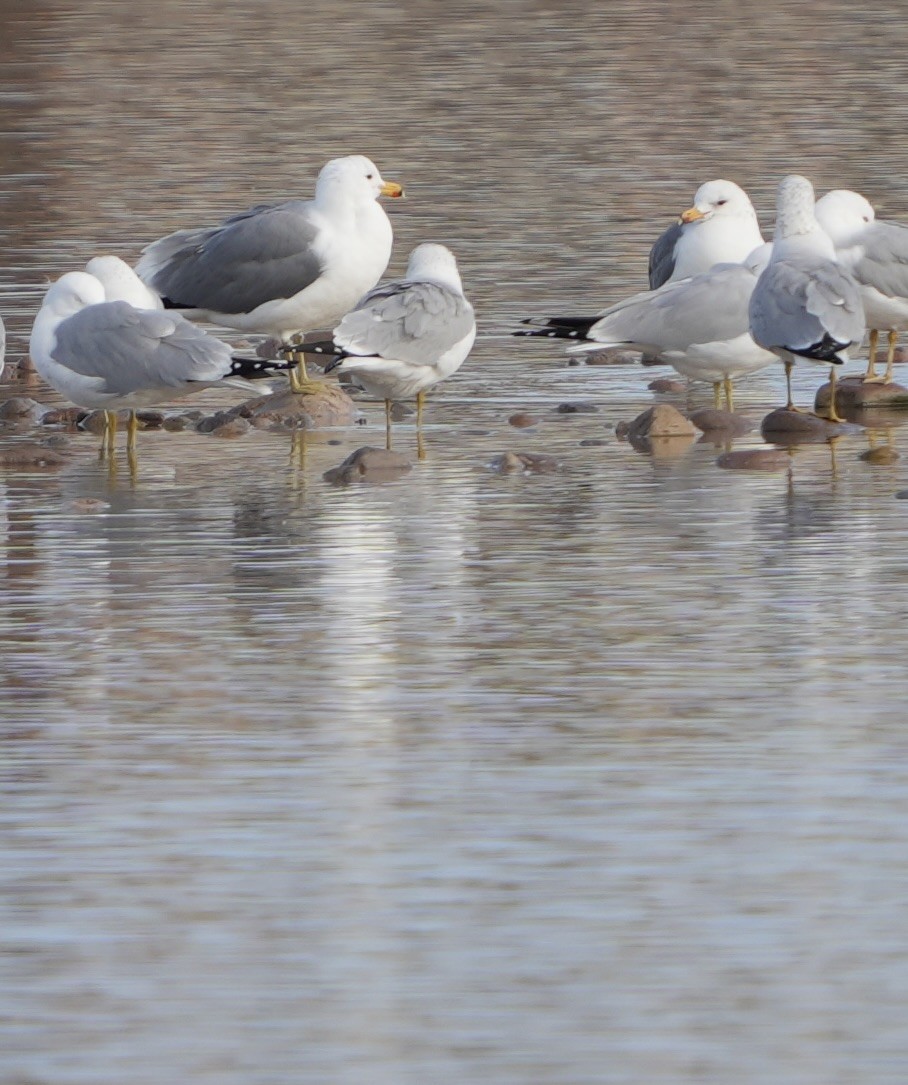 California Gull - ML615800693