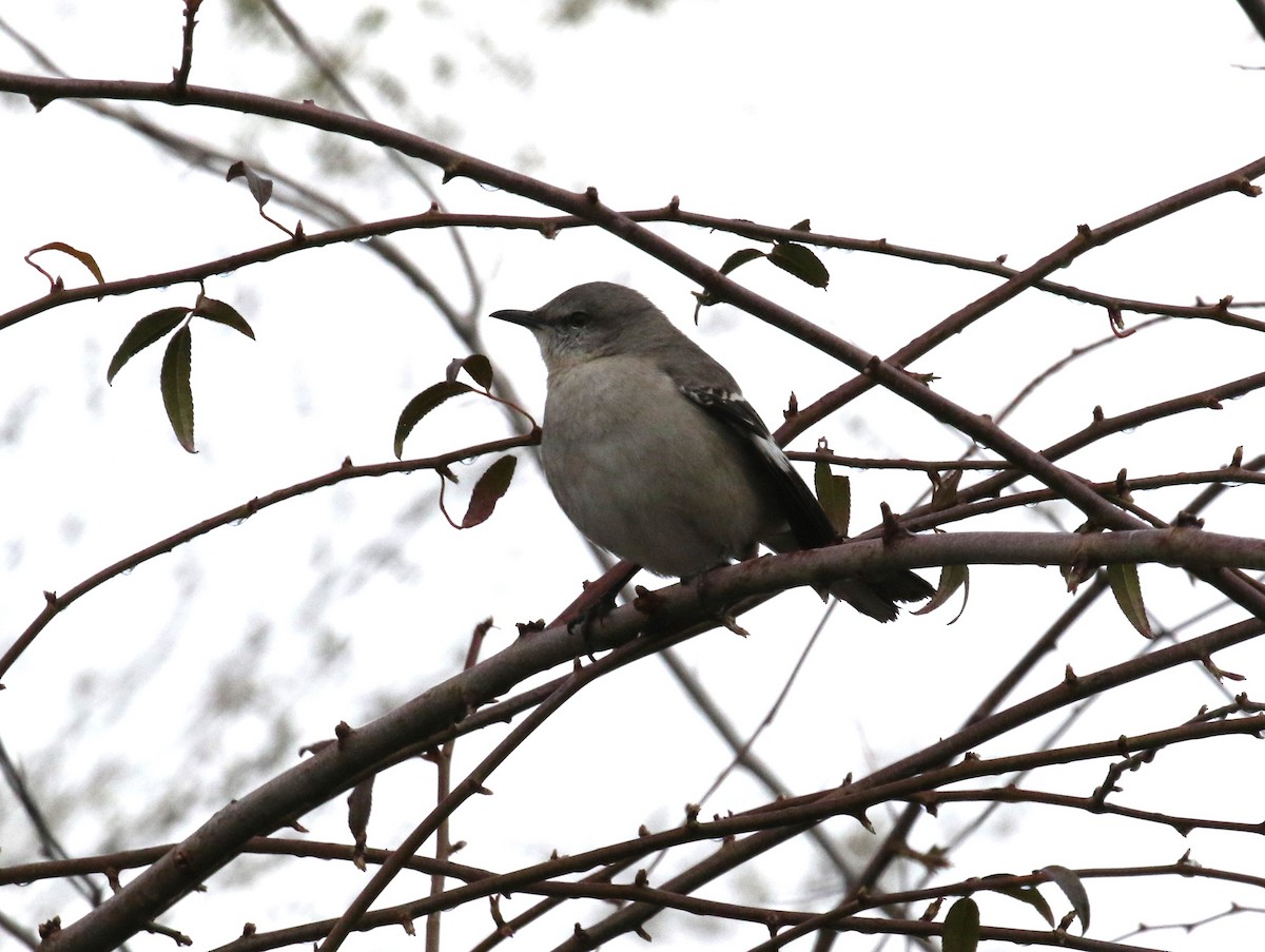 Northern Mockingbird - ML615800726