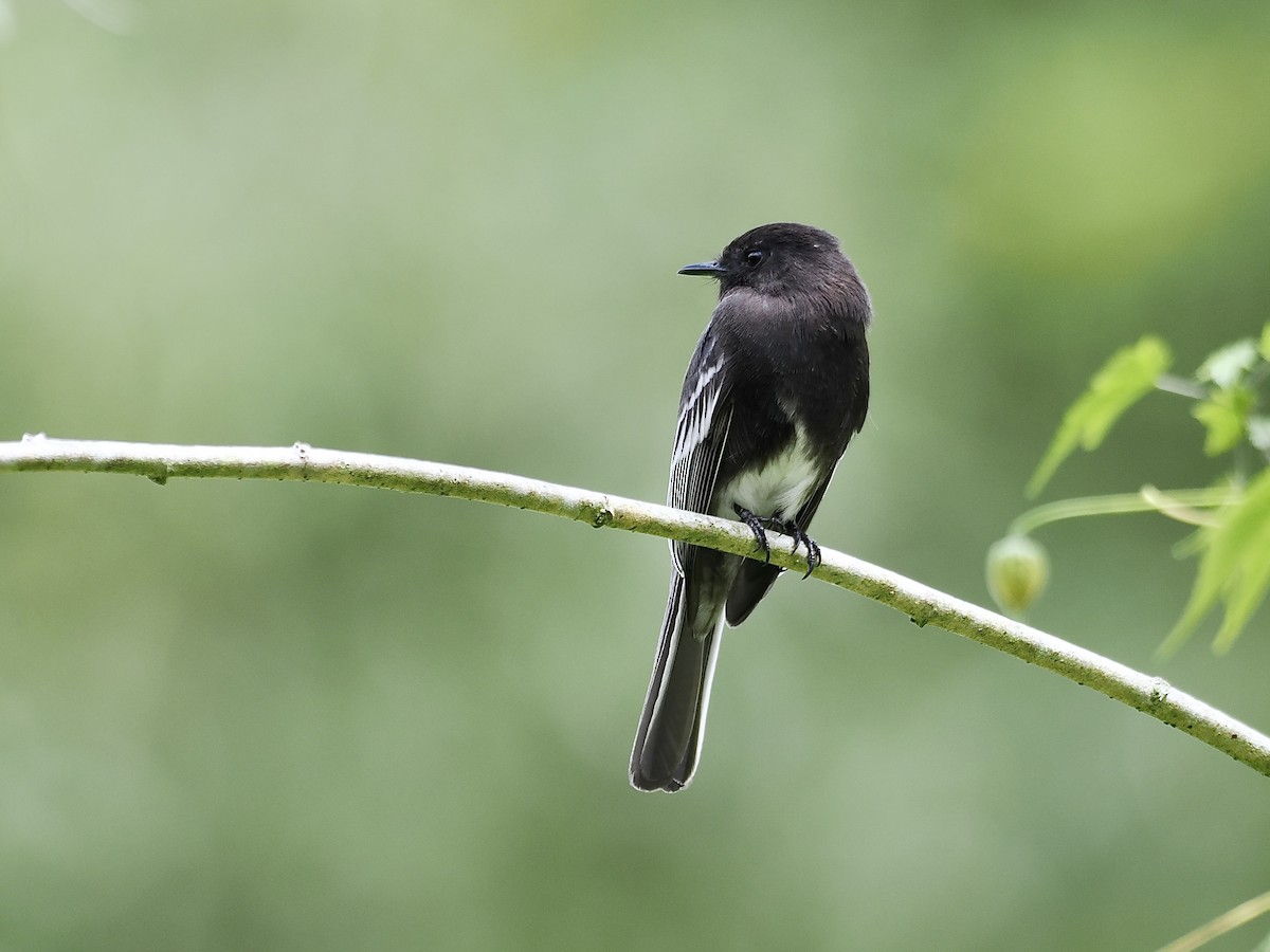 Black Phoebe (White-winged) - ML615800740