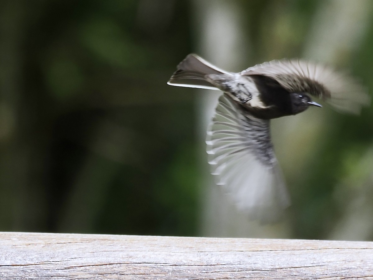 Black Phoebe (White-winged) - ML615800752