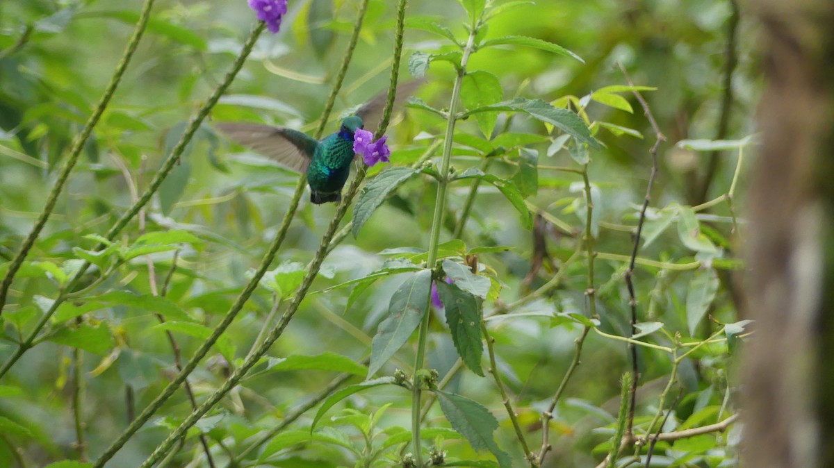 kolibřík modrolící - ML615800830