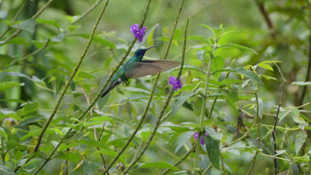 kolibřík modrolící - ML615800835