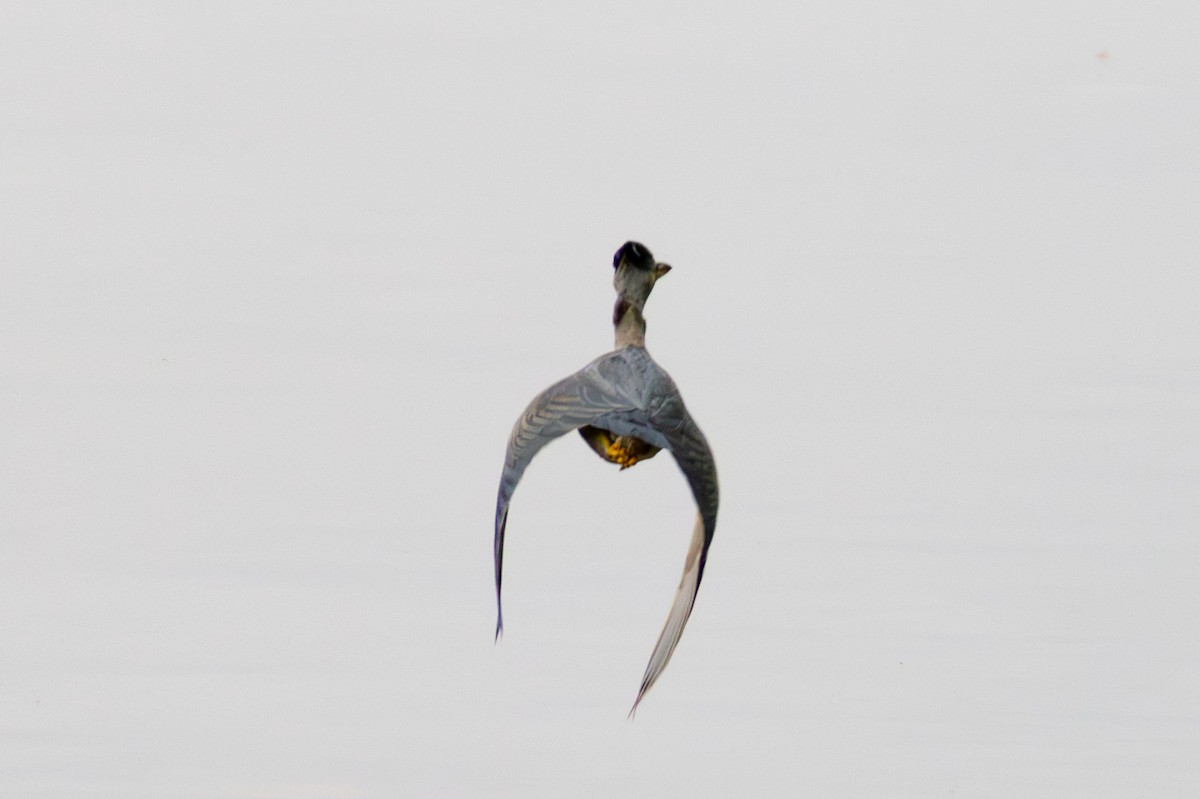 Striated Heron - ML615800894