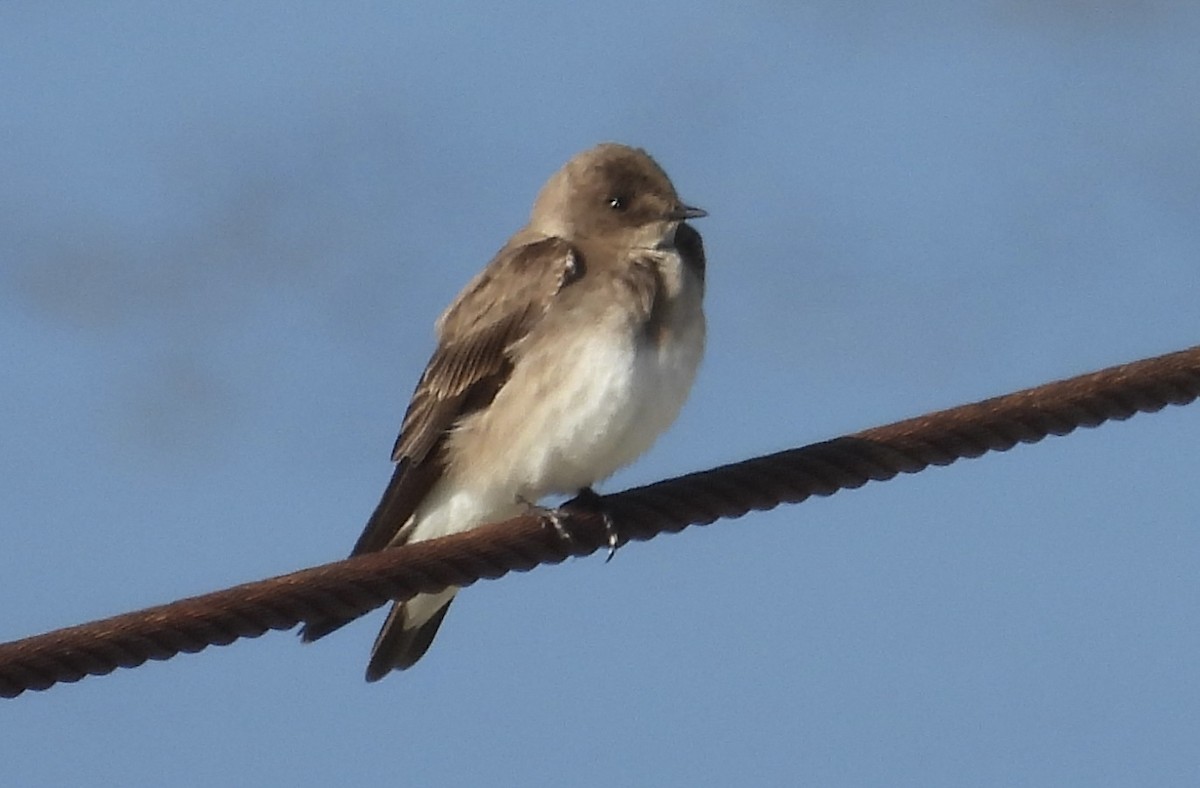 Northern Rough-winged Swallow - Erica Kawata