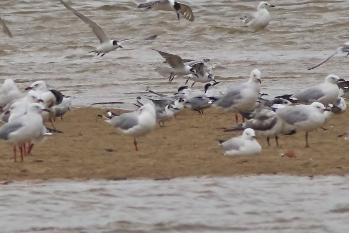 White-winged Tern - ML615800936