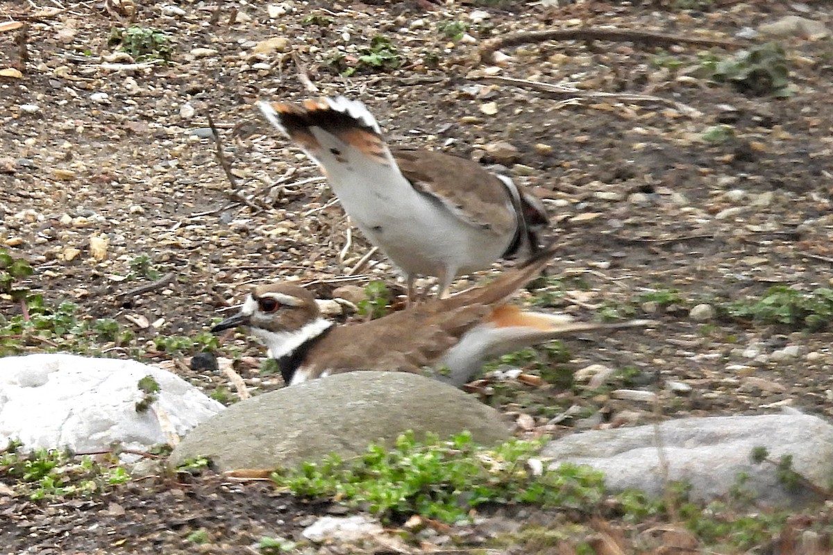 Killdeer - ML615800937