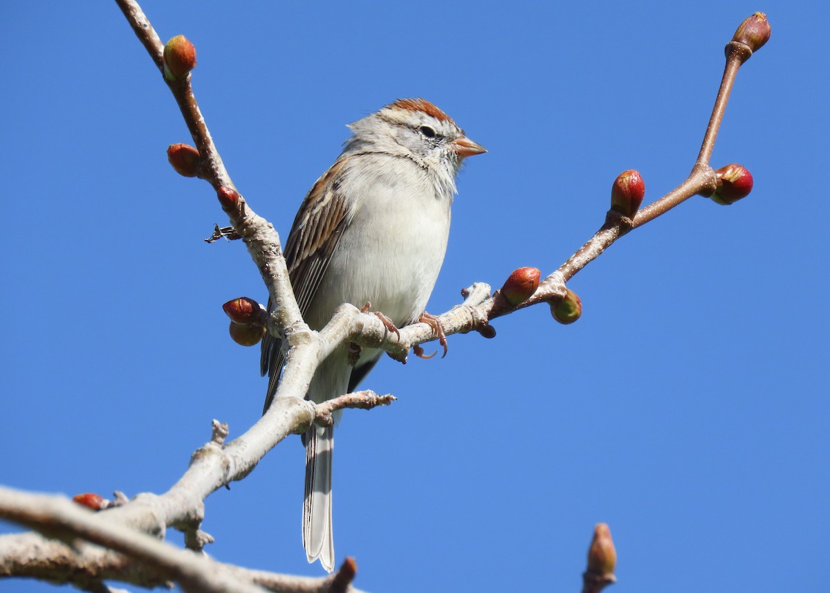 Chipping Sparrow - ML615800951