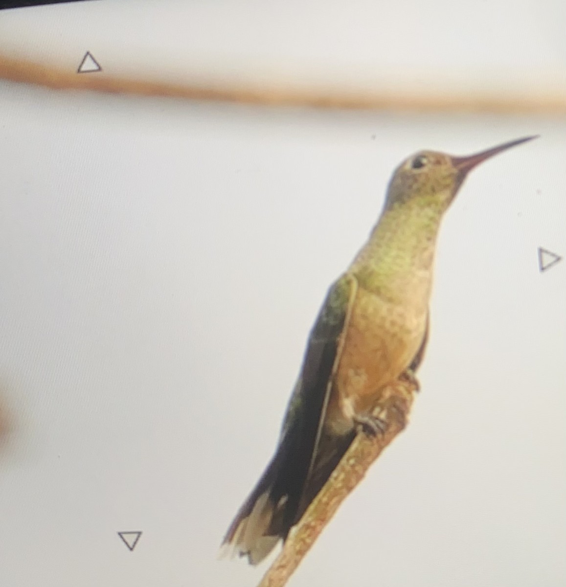 Scaly-breasted Hummingbird - ML615800961
