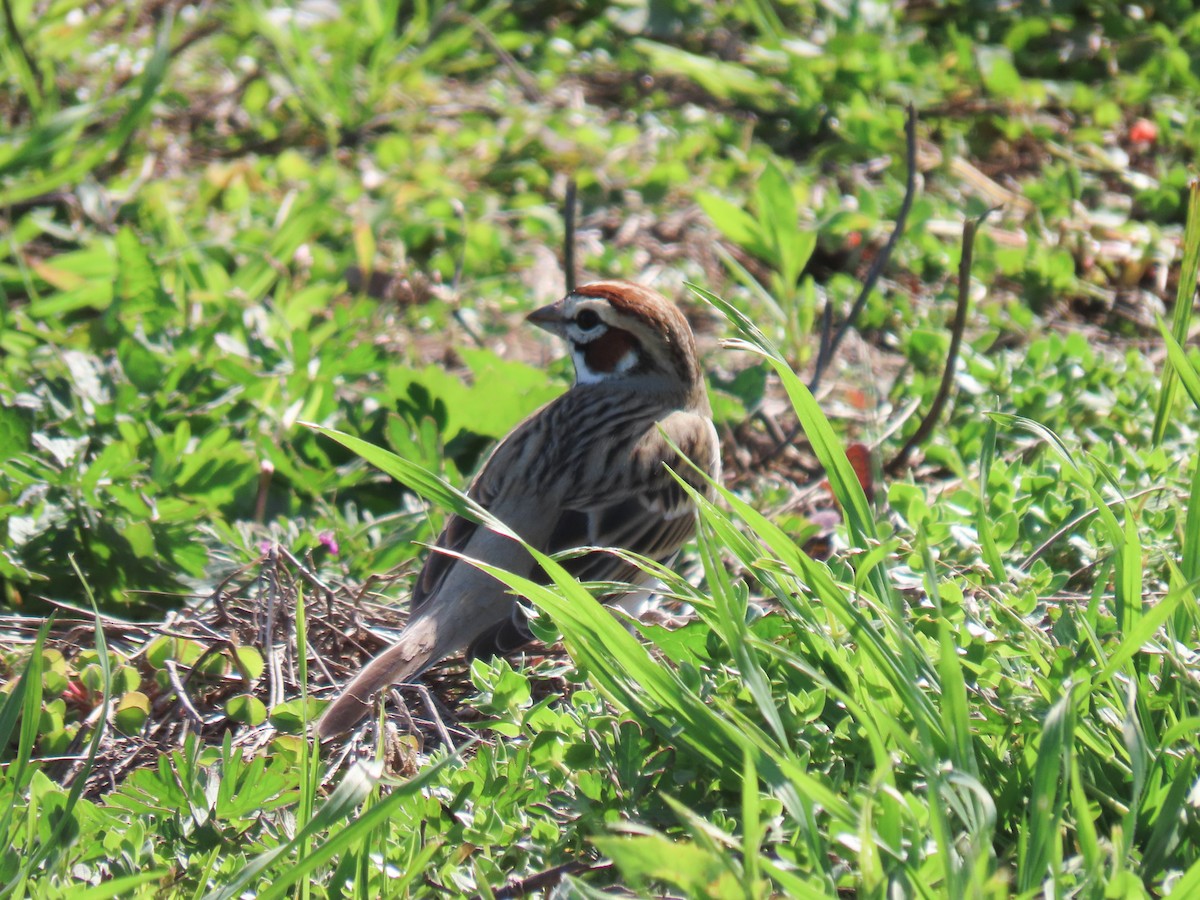 Lark Sparrow - ML615800965