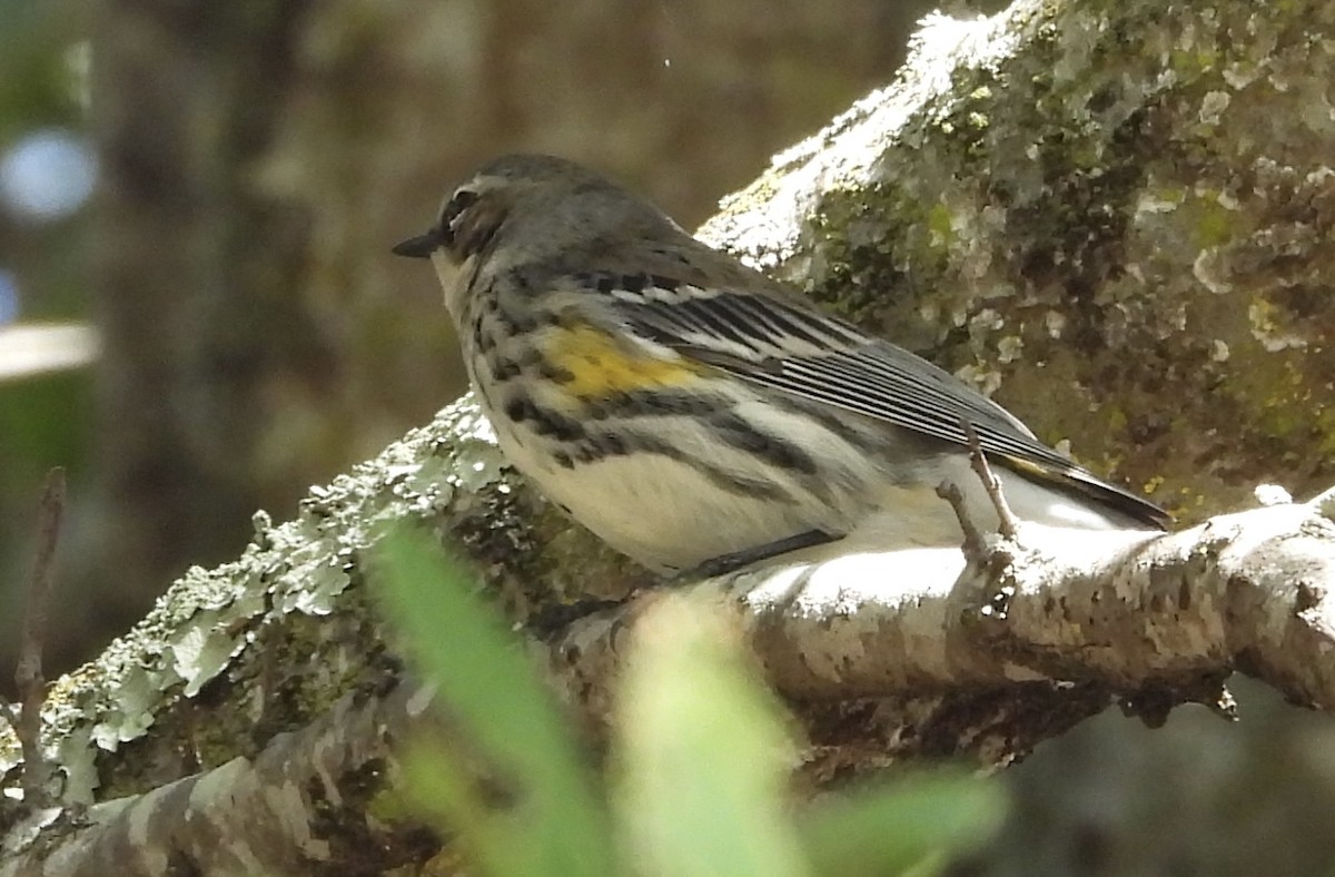 Yellow-rumped Warbler (Myrtle) - Erica Kawata