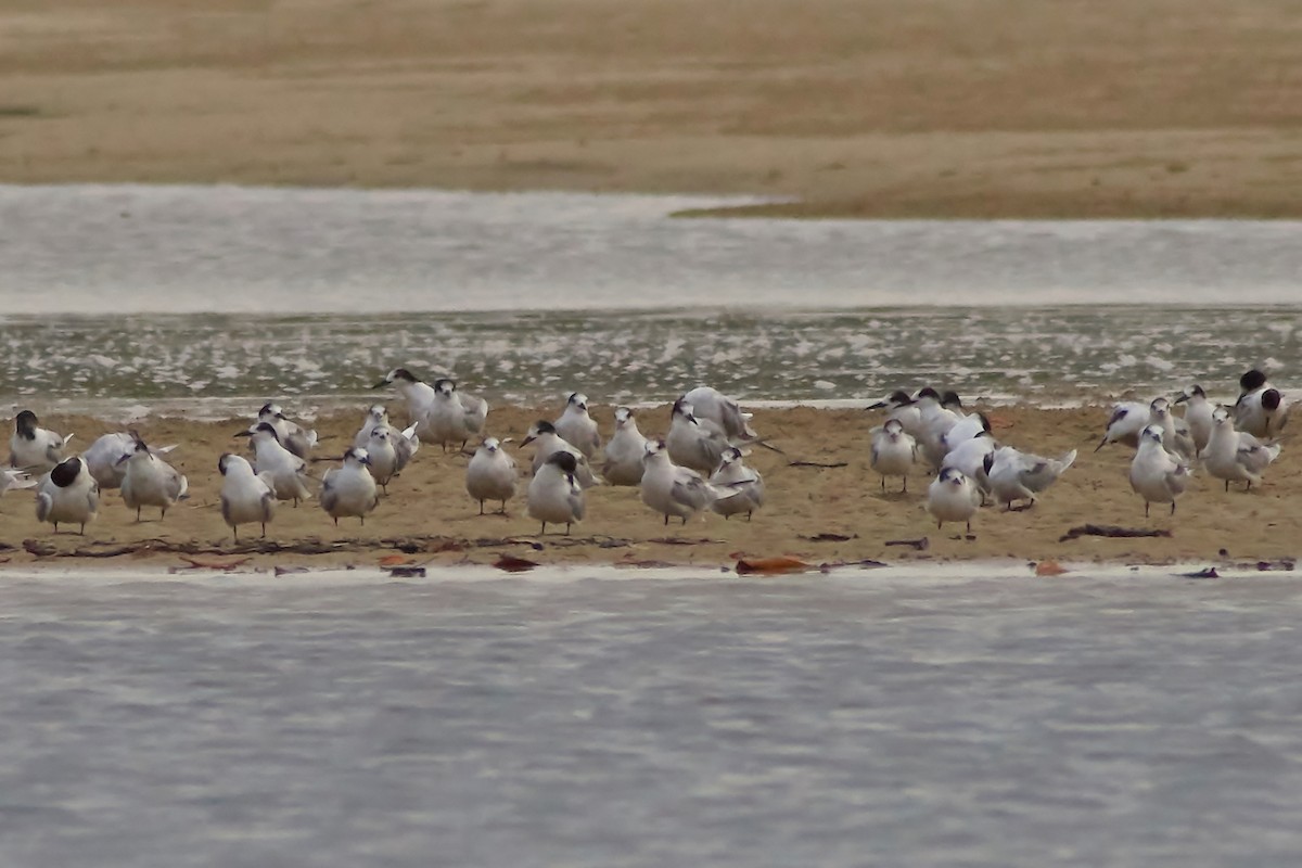 Common Tern - ML615801145