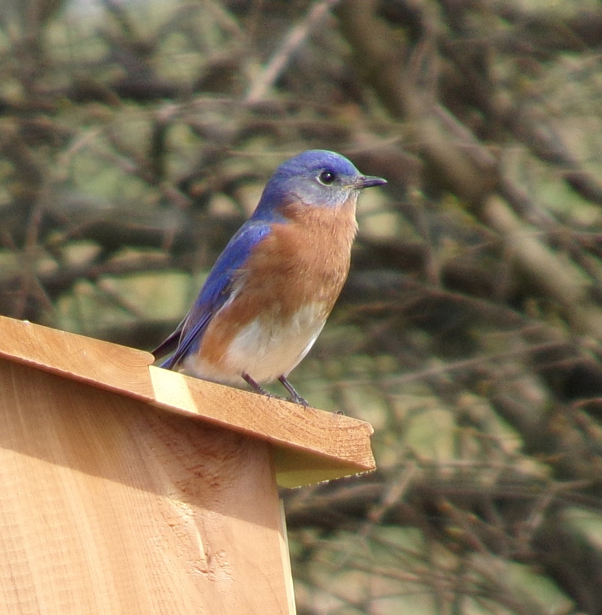 Eastern Bluebird - Connor Daugherty