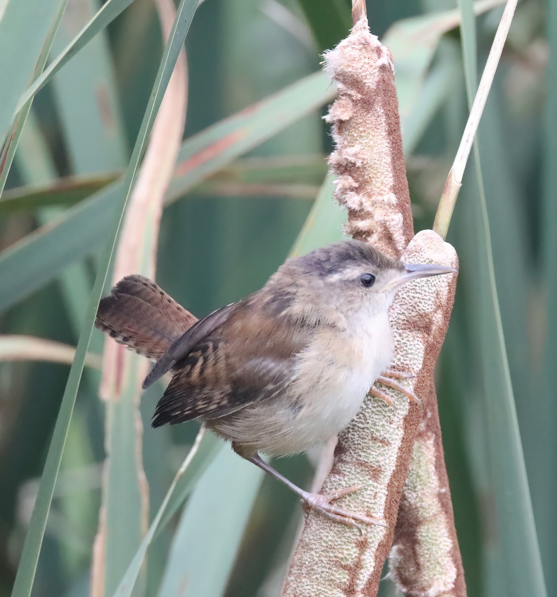 Marsh Wren - ML615801176