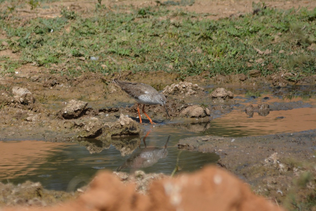 Temminck's Stint - ML615801201