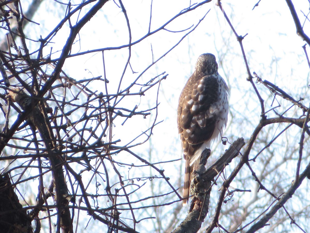 Cooper's Hawk - ML615801205