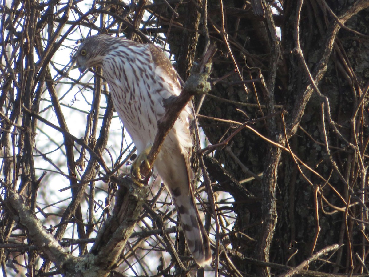 Cooper's Hawk - ML615801206