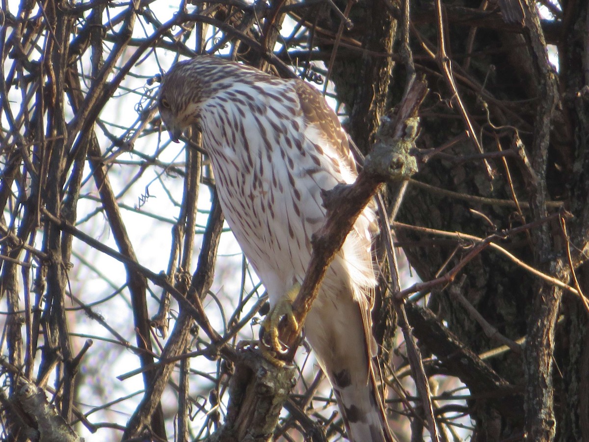 Cooper's Hawk - ML615801207