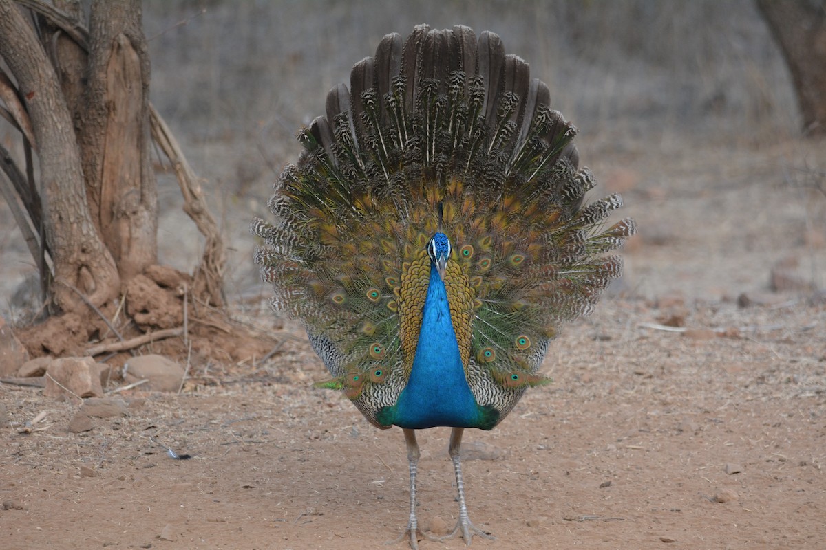 Indian Peafowl - Dan Bormann