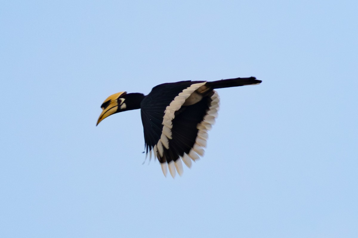 Oriental Pied-Hornbill - Abram Fleishman