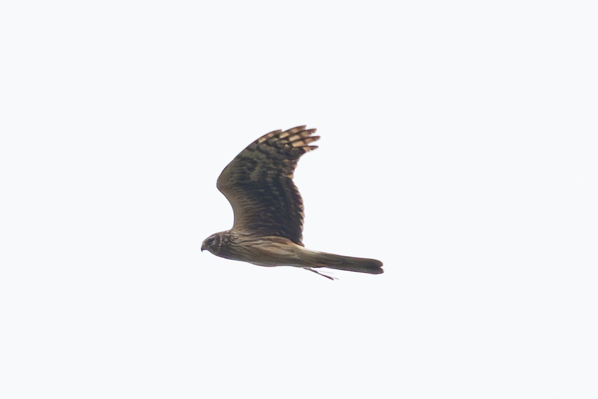 Hen Harrier - ML615801322