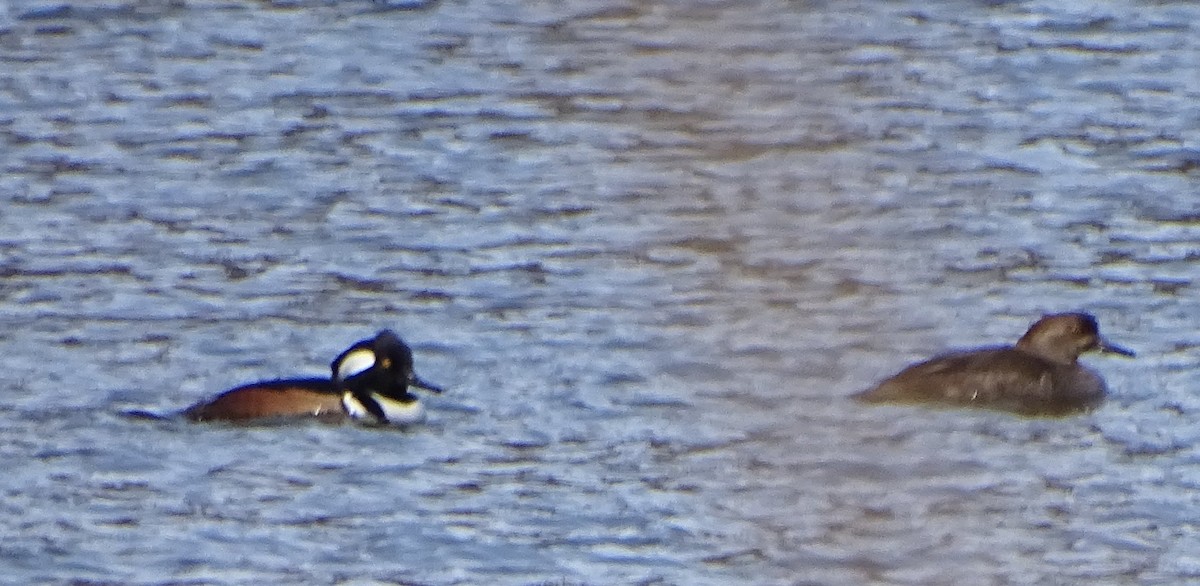 Hooded Merganser - judith morsink