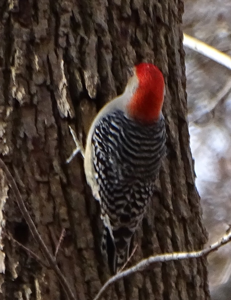 Red-bellied Woodpecker - judith morsink