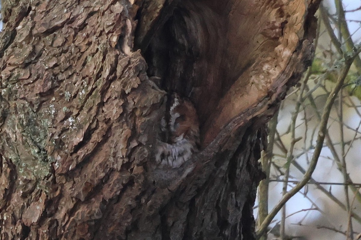 Tawny Owl - ML615801408