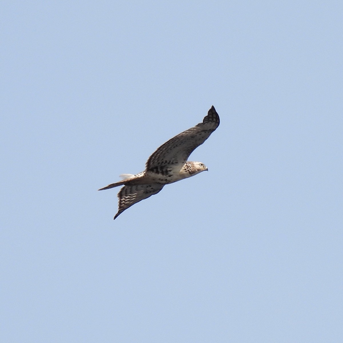 Red-tailed Hawk (Harlan's) - Susan Kirkbride