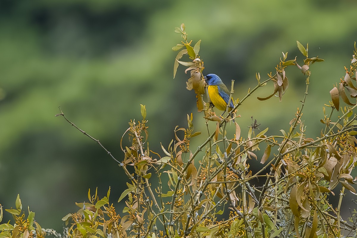 Blue-and-yellow Tanager - ML615801487