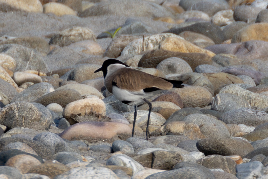 River Lapwing - Abram Fleishman