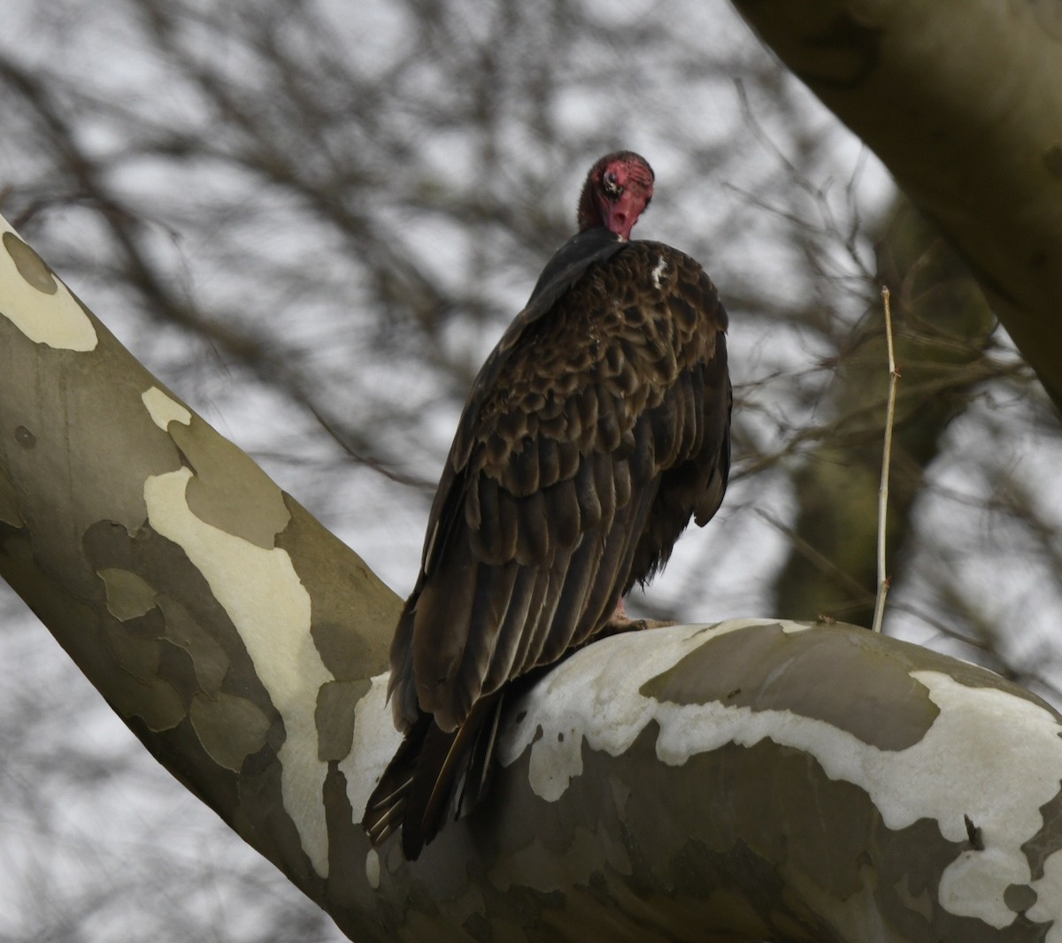 Turkey Vulture (Northern) - ML615801542
