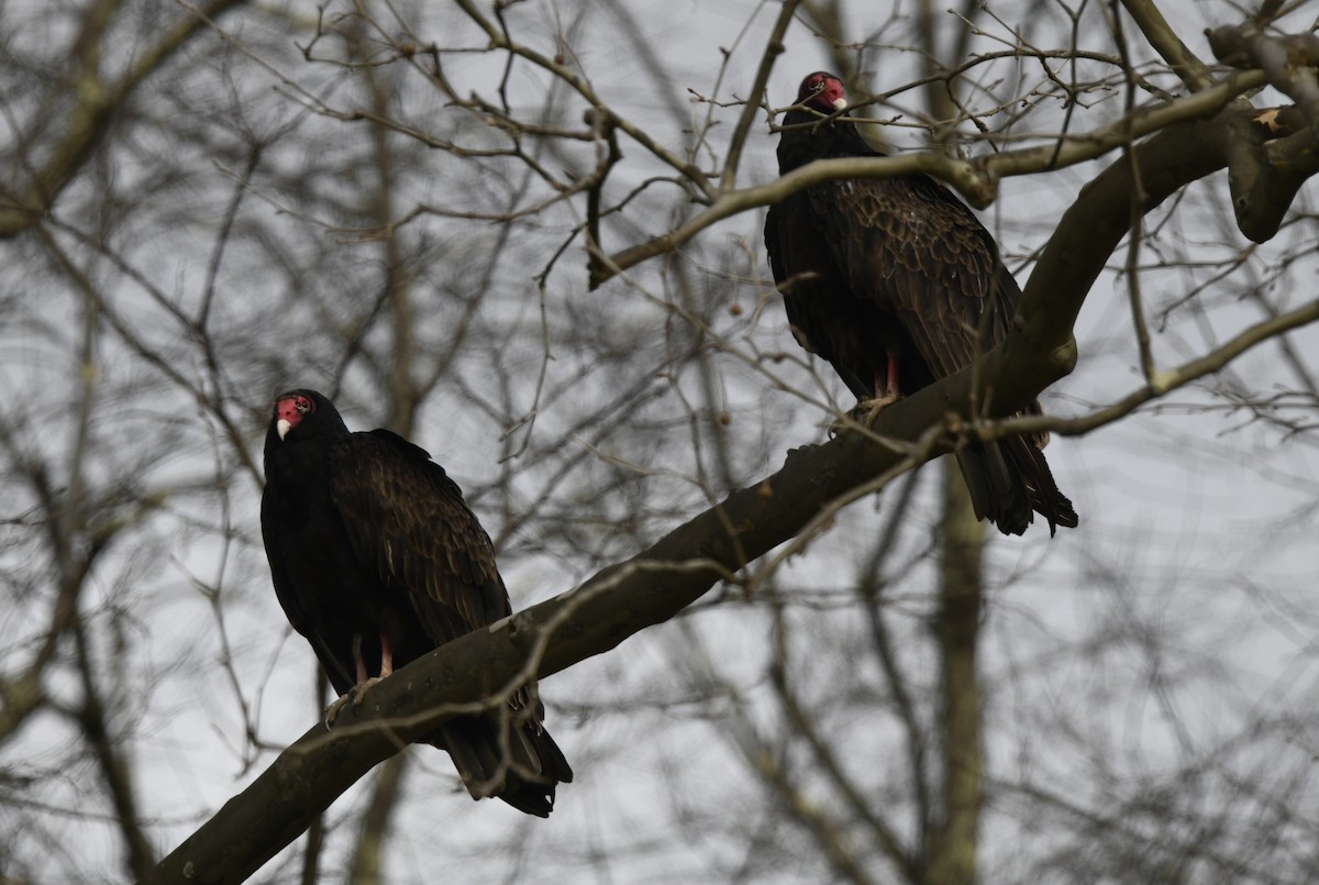 Turkey Vulture (Northern) - ML615801543