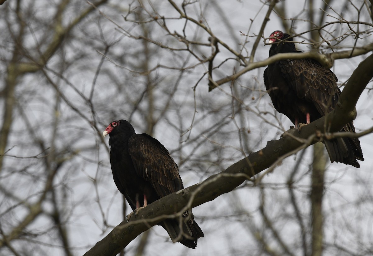 Turkey Vulture (Northern) - ML615801544