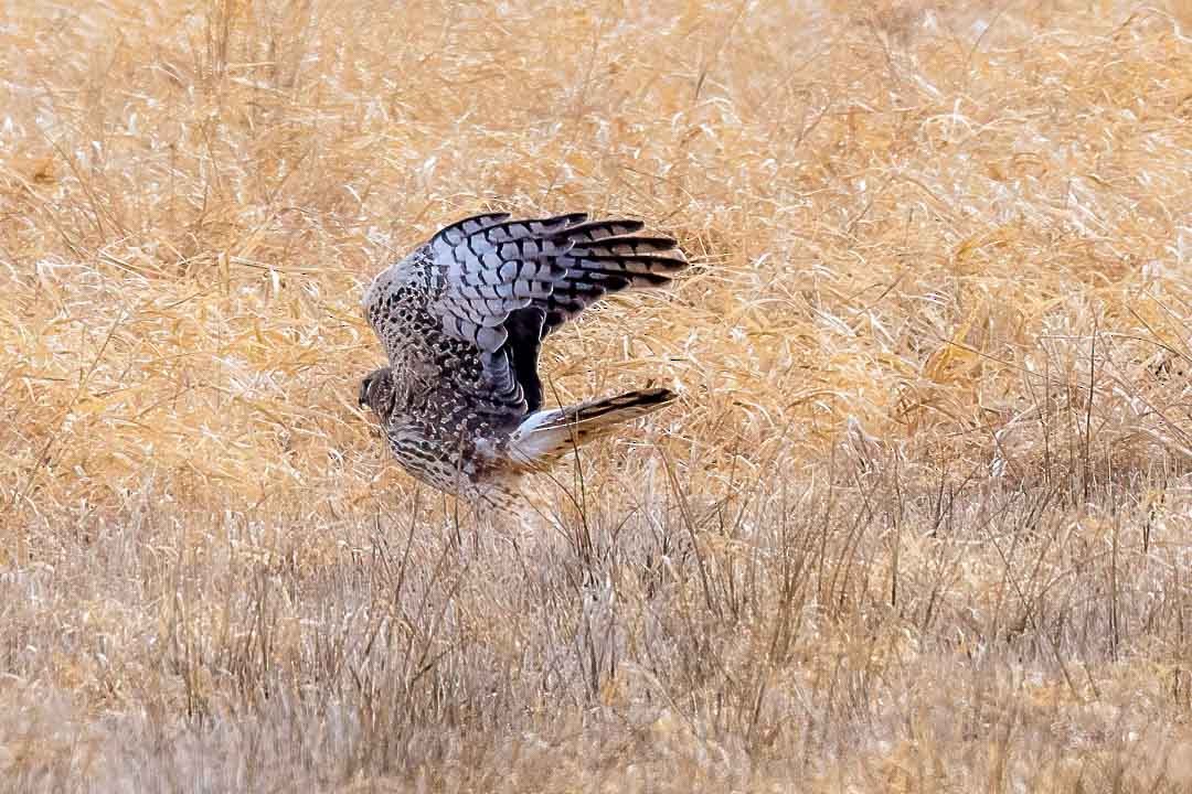 Northern Harrier - ML615801597