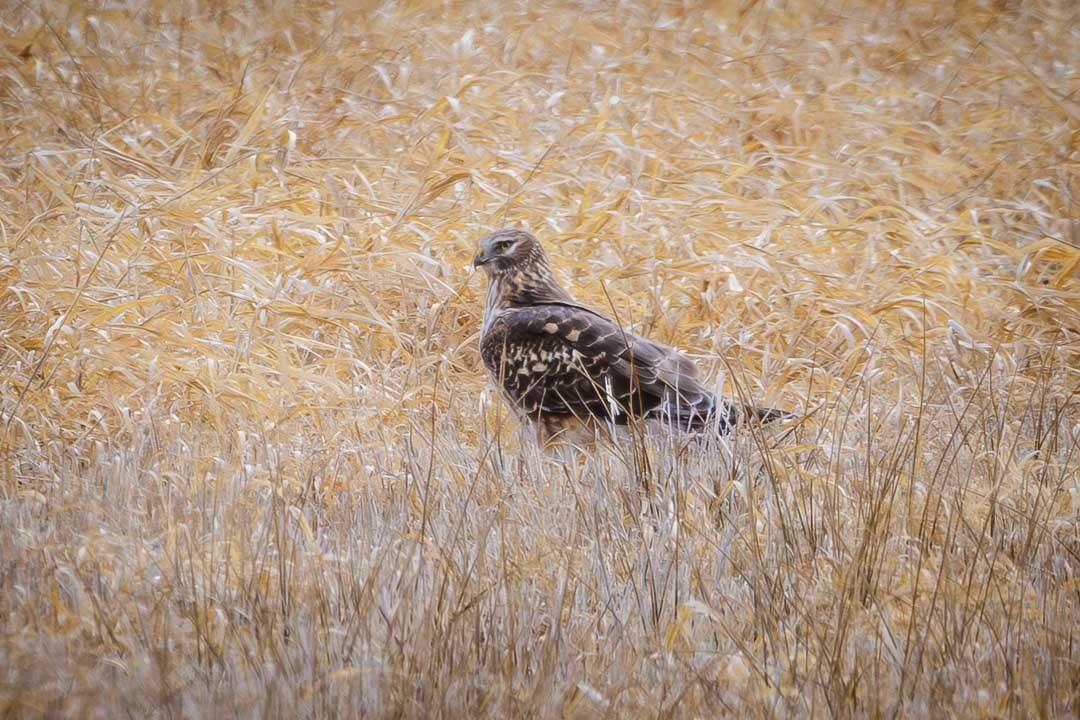 Northern Harrier - ML615801598