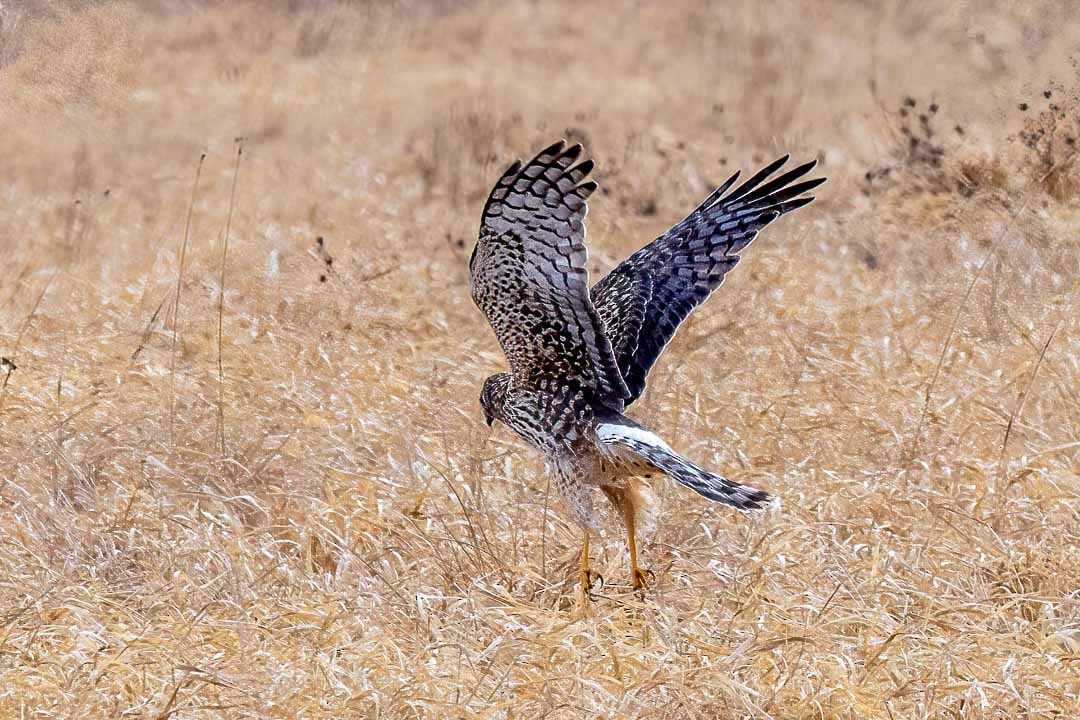 Northern Harrier - ML615801599