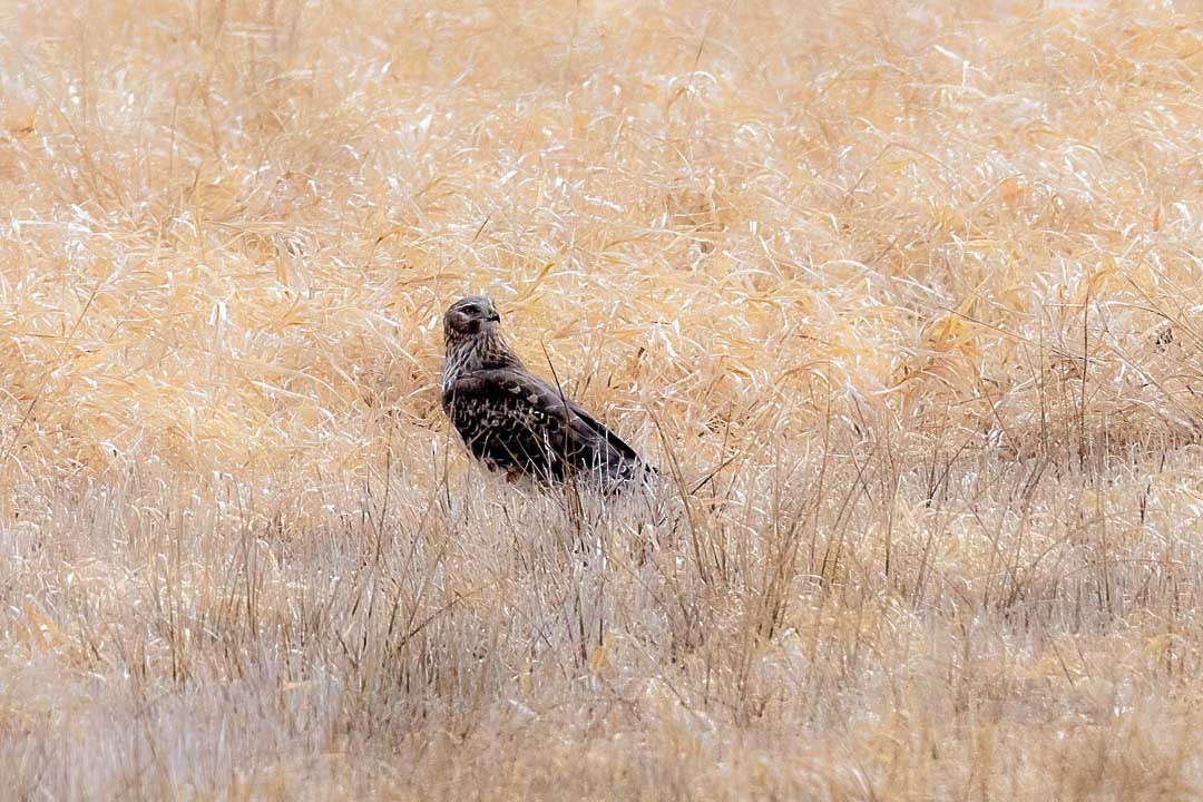 Northern Harrier - ML615801600