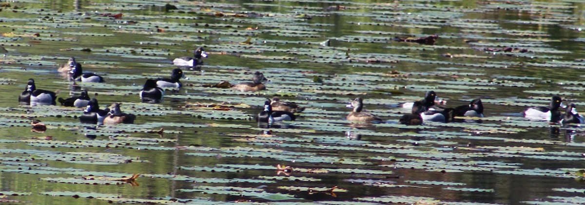 Ring-necked Duck - ML615801607