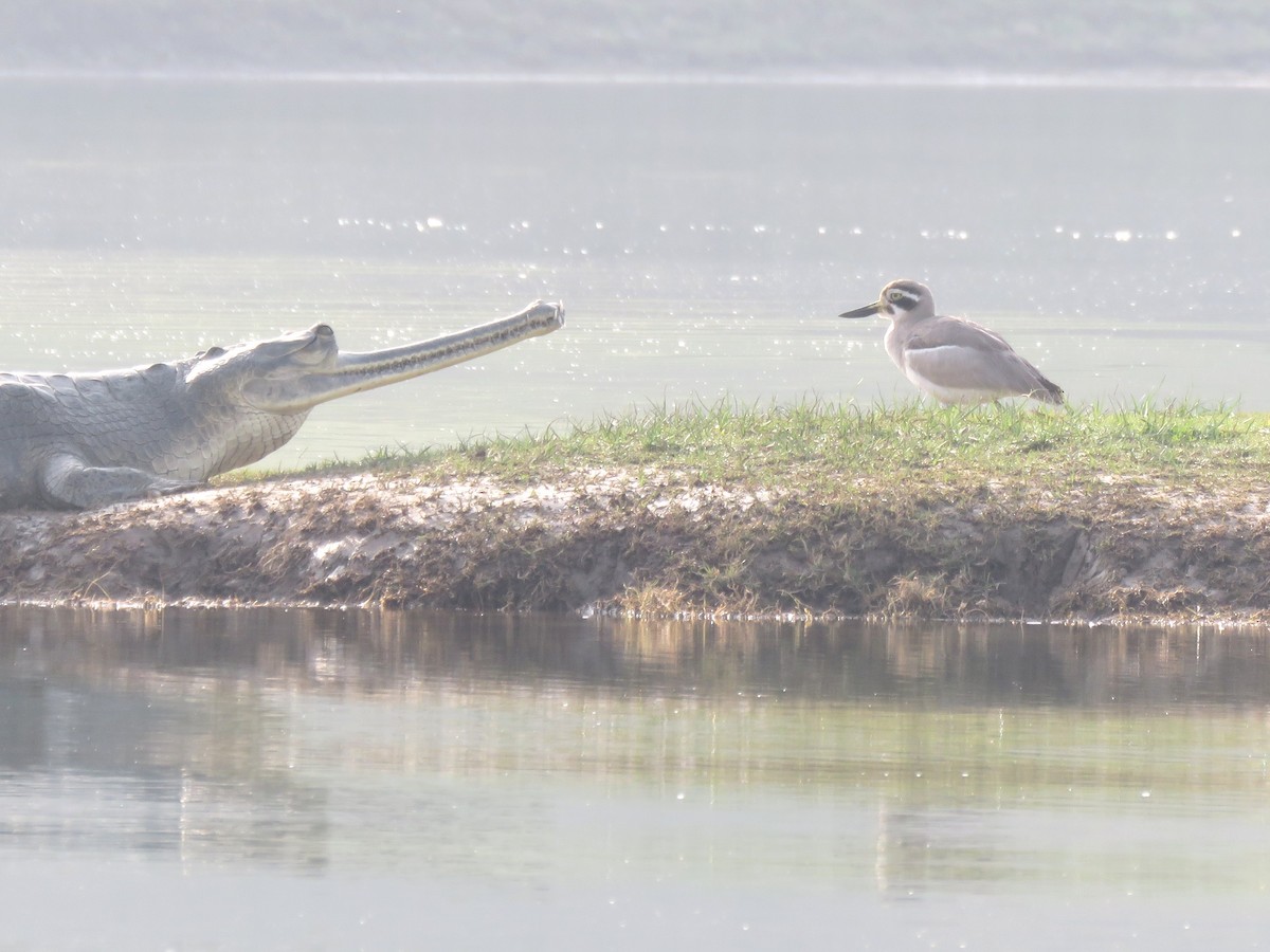 Great Thick-knee - ML615801643