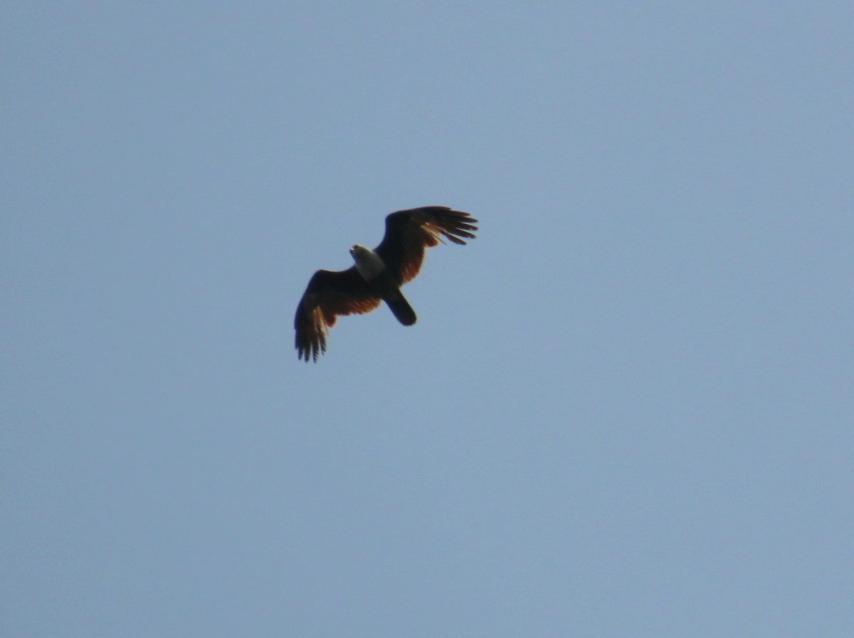 Brahminy Kite - ML615801645