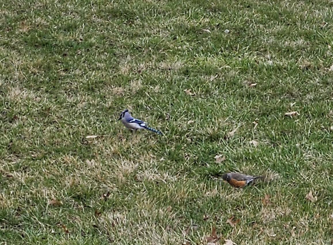 American Robin - ML615801690