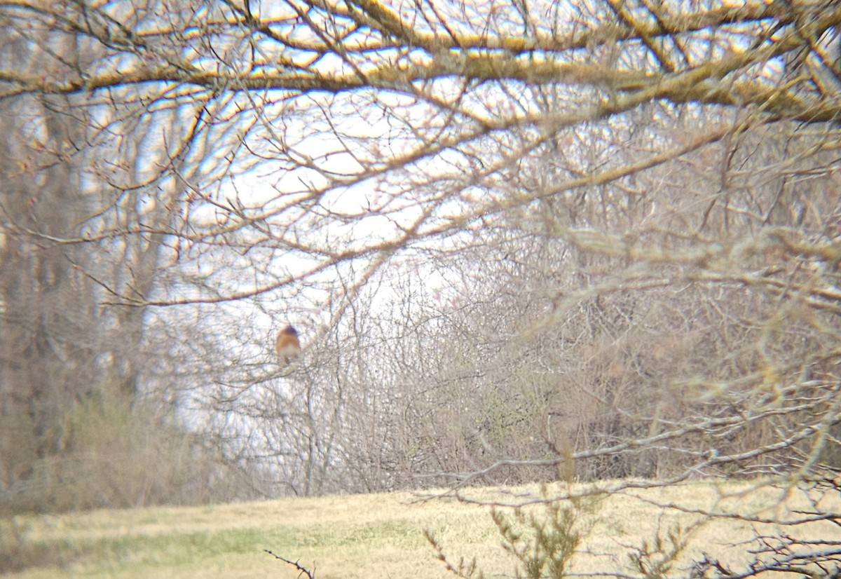 Eastern Bluebird - ML615801701