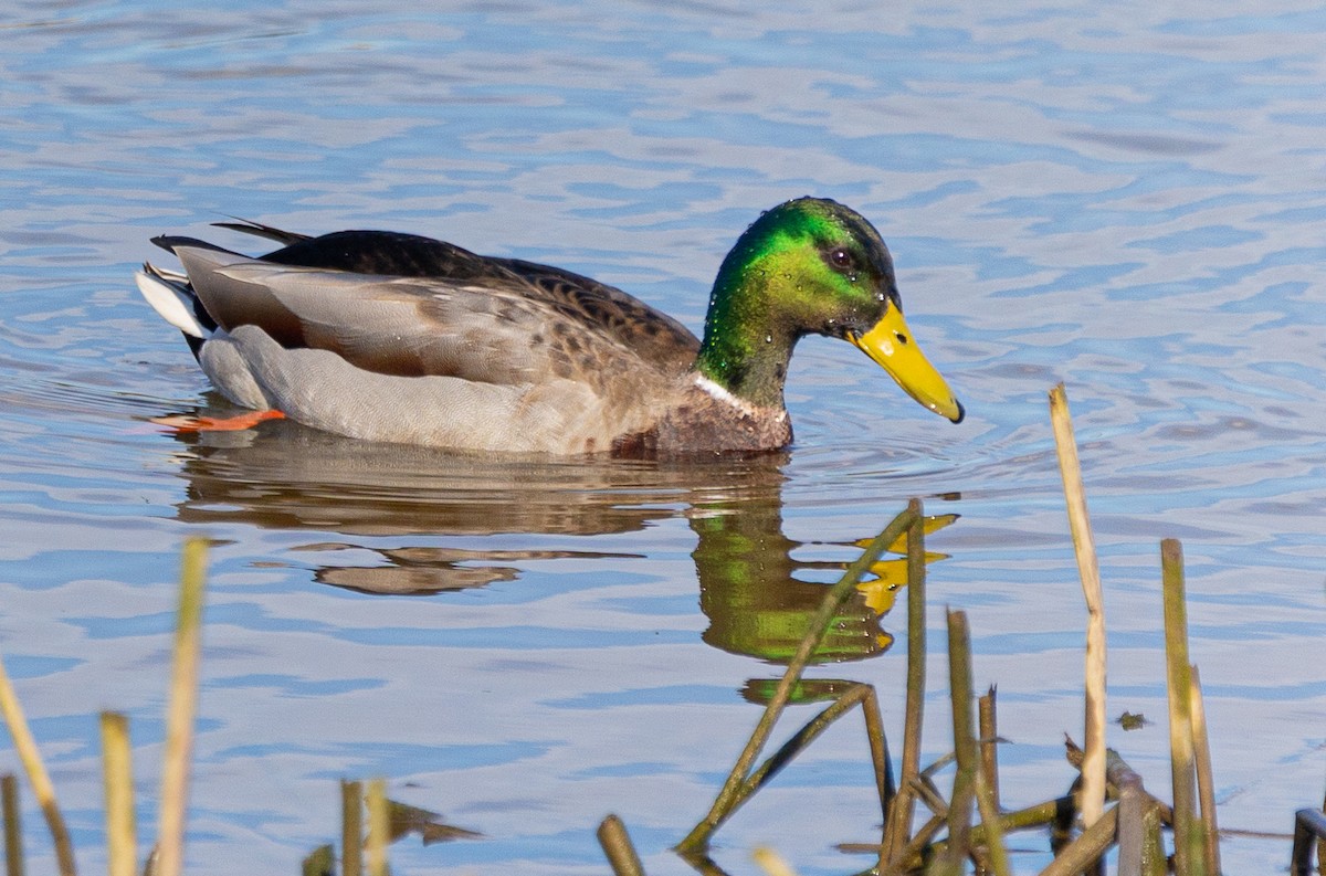 Canard colvert - ML615801705