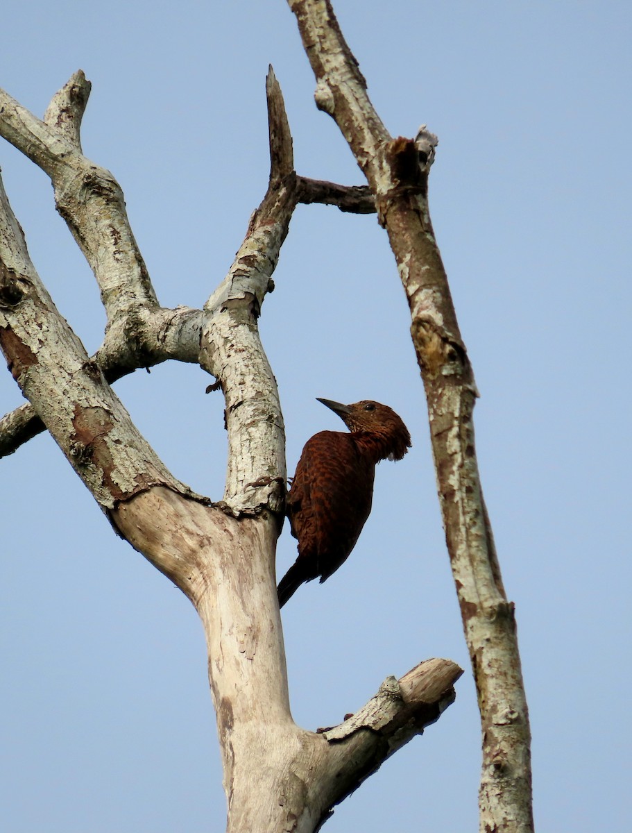 Rufous Woodpecker - ML615801706