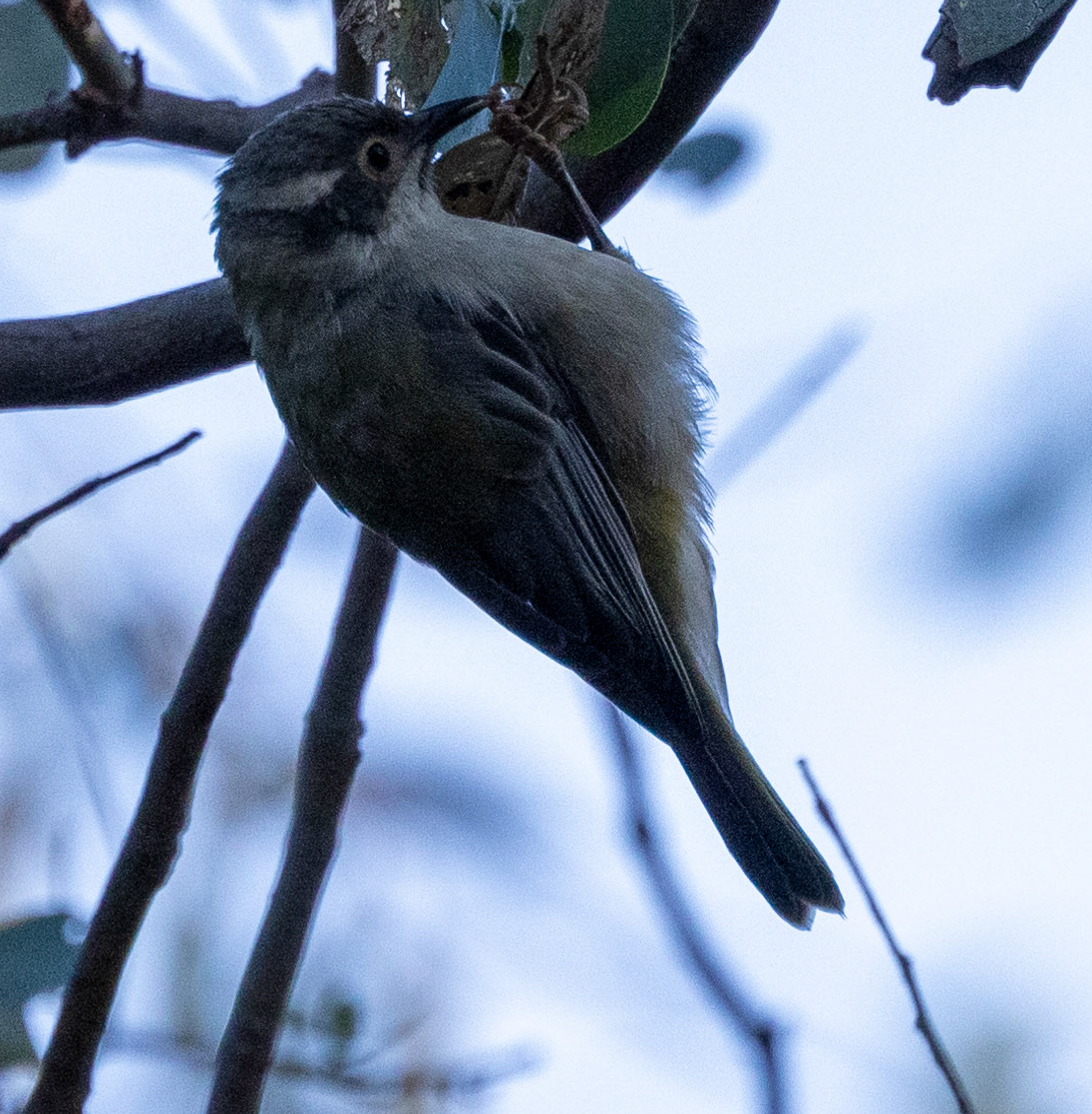 Brown-headed Honeyeater - ML615801709