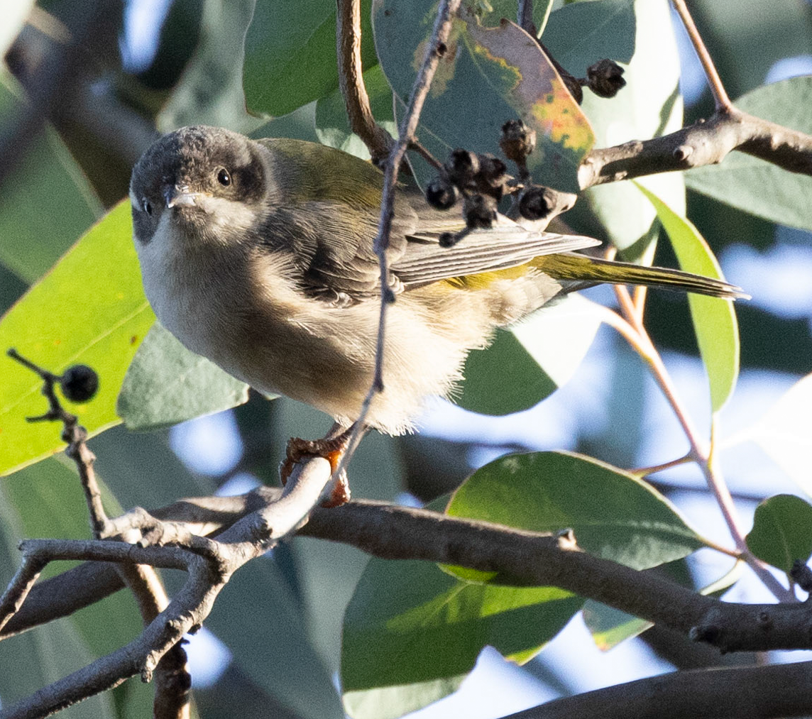 Brown-headed Honeyeater - Kylie Wilson